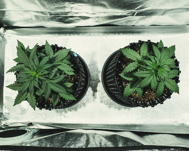 Do-Si-Dos Automatic Grow Report Do-Si-Dos Automatic Grow Report