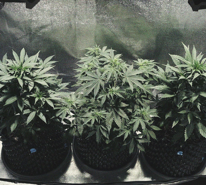 Cookies Gelato Automatic Grow Report Cookies Gelato Automatic Grow Report