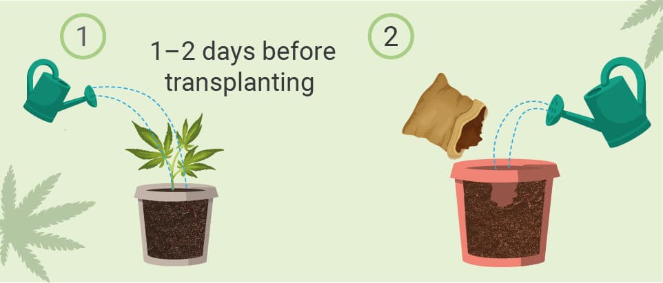 HOGYAN ÜLTESSÜK ÁT A KANNABISZT? HOGYAN ÜLTESSÜK ÁT A KANNABISZT?