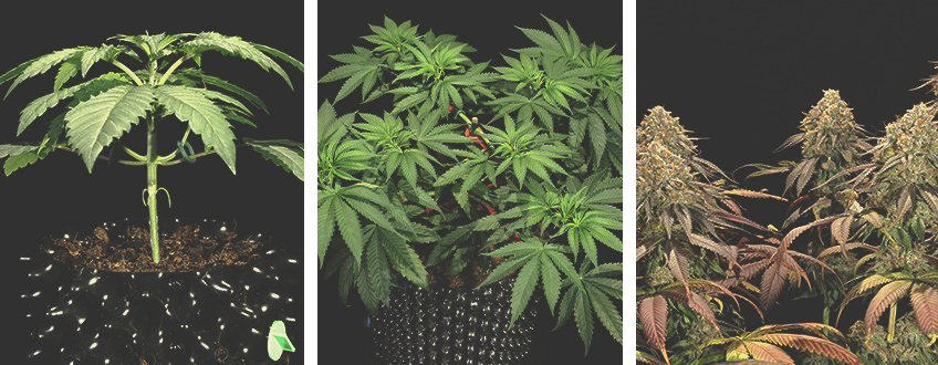 Legendary OG Punch Grow Report Legendary OG Punch Grow Report