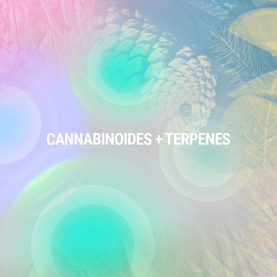 A Cannabis Összetevőinek Megértése A Cannabis Összetevőinek Megértése