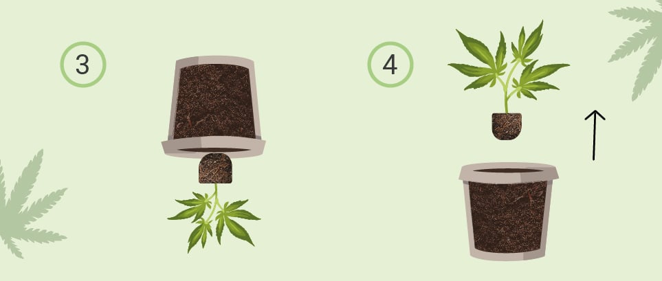 HOGYAN ÜLTESSÜK ÁT A KANNABISZT? HOGYAN ÜLTESSÜK ÁT A KANNABISZT?