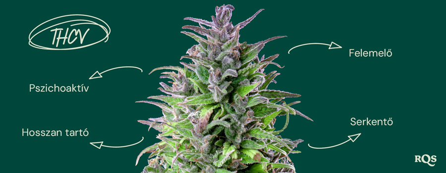 A THCV hatásai a hangulatra és az energiára Kép egy kannabisz növényről, amelyen a THCV hatásait írják le lengyel nyelven. A címkék szerint a THCV pszichoaktív, hosszan tartó, stimuláló és hangulatjavító.