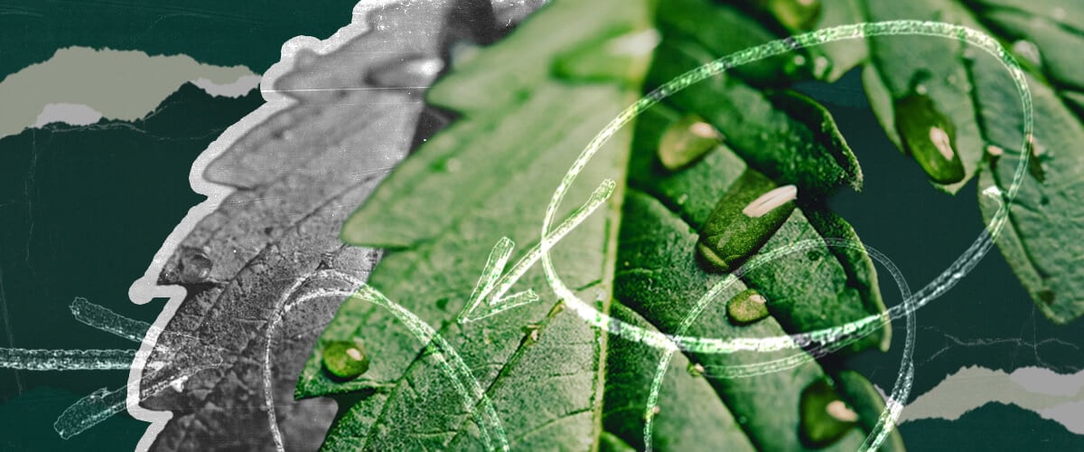 A Kannabisz Guttáció Megértése: Vízkicsapódás Közelképe a Levélről Nézze meg a guttációt közelről! Ez a részletes illusztráció egy kannabiszlevélen mutatja a hidatódákon keresztül kiválasztott vízcseppeket, elmagyarázva ezt a természetes növényi folyamatot és annak okait.
