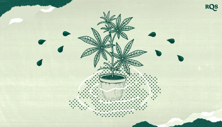 Kannabisz Guttáció: Mikor és Miért Bocsátanak ki Vizet a Marihuána Növények? Értse meg a guttációt a kannabisznövényeknél! Ez az illusztráció vízcseppeket mutat a leveleken, egy természetes folyamatot, amely magas gyökérnyomást és páratartalmat jelez. Tudja meg, mikor és miért következik be a guttáció.