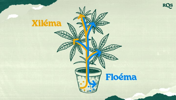 Kannabisz Xilema és Floéma: Hogyan Mozog a Víz, a Tápanyagok és a Cukrok a Marihuána Növényekben Értse meg a kannabisz xilemát és floémáját! Ez az ábra bemutatja, hogyan szállítódik a víz és a tápanyagok (xilem - kék) és a cukrok (floéma - narancs) a marihuána növényben. Ismerje meg a növények szállítószöveteit.