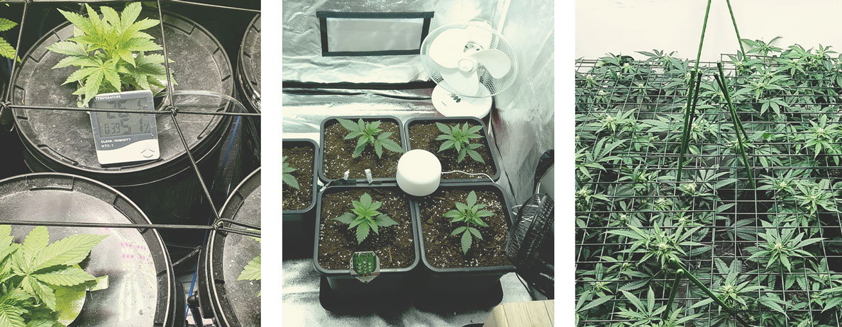A LEGJOBB INDULÁS A KANNABISZ MAGNAK A LEGJOBB INDULÁS A KANNABISZ MAGNAK