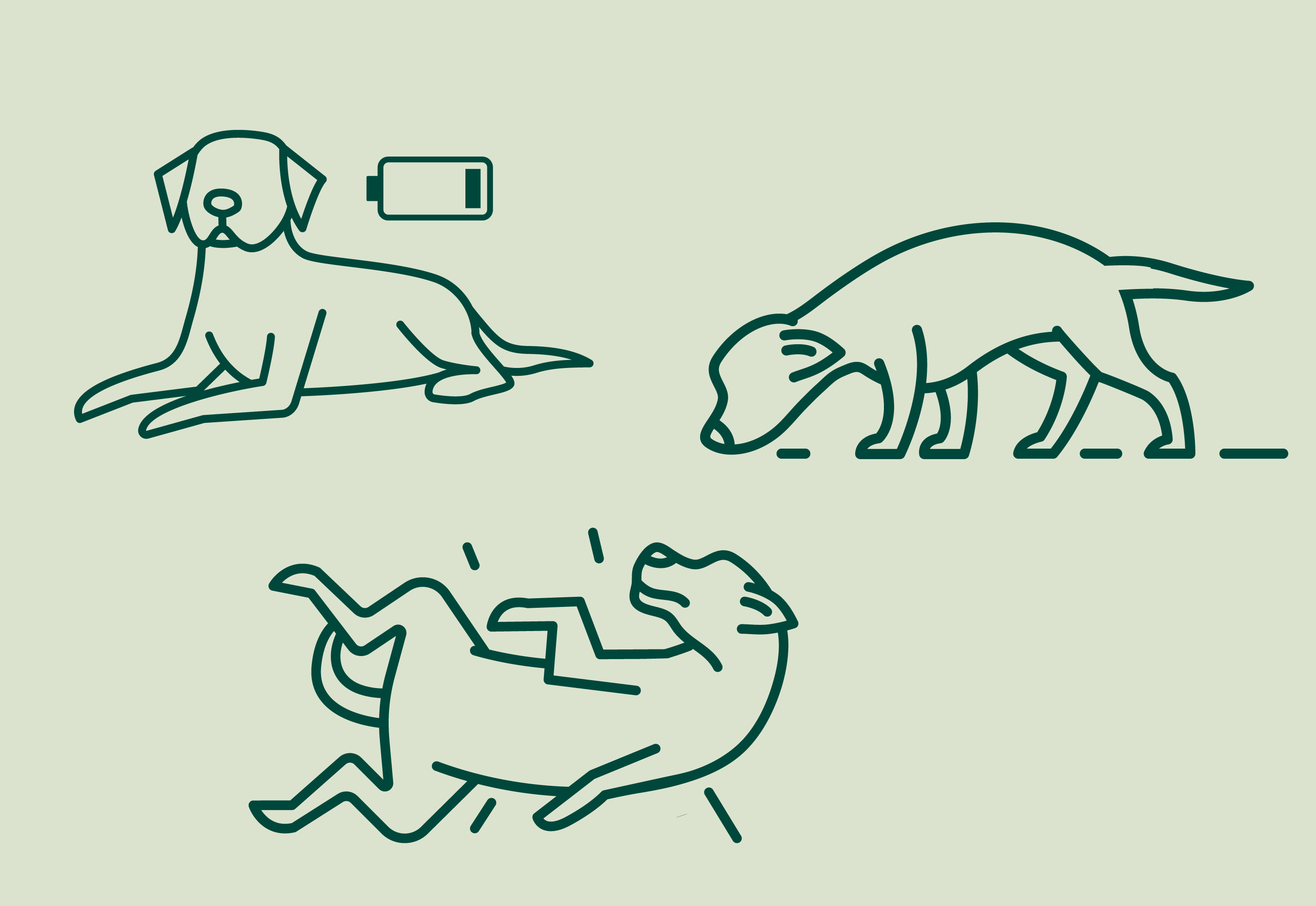 What to Do if Your Dog Gets High