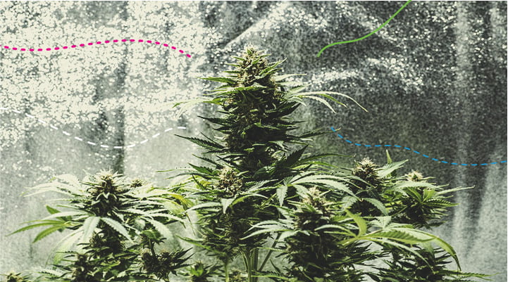 RQS műtrágyák használata beltéren: Green Gelato Automatic RQS műtrágyák használata beltéren: Green Gelato Automatic