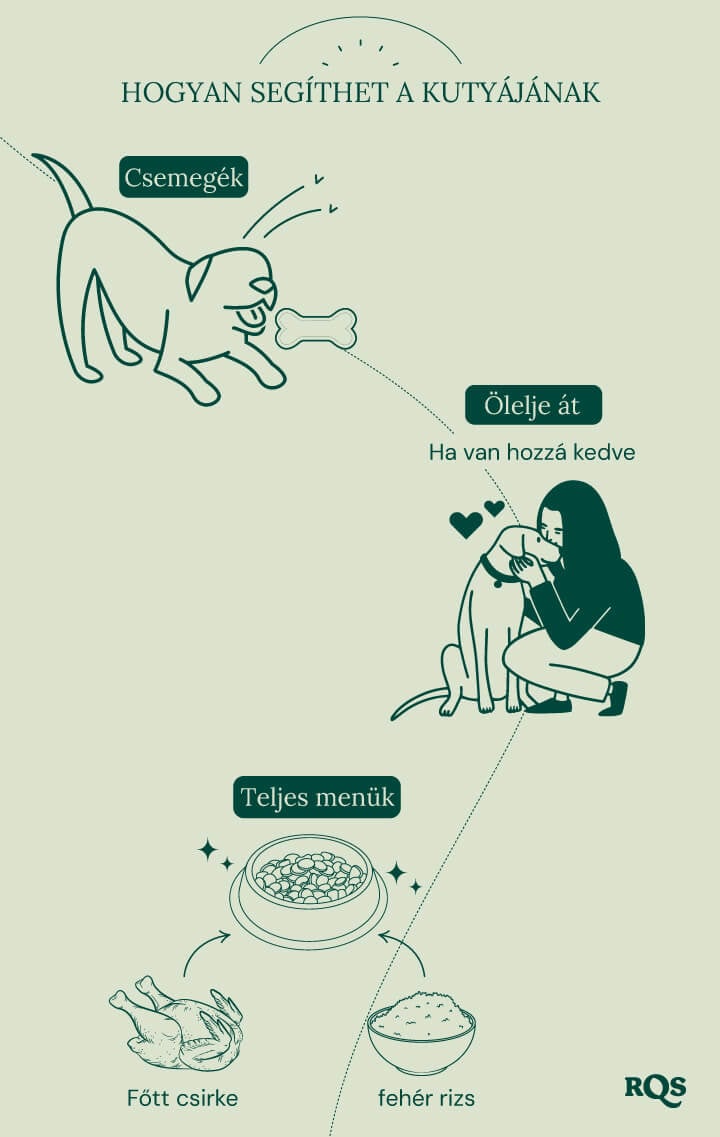 Pets And Cannabis Toxicity: What To Do If Your Dog Gets High