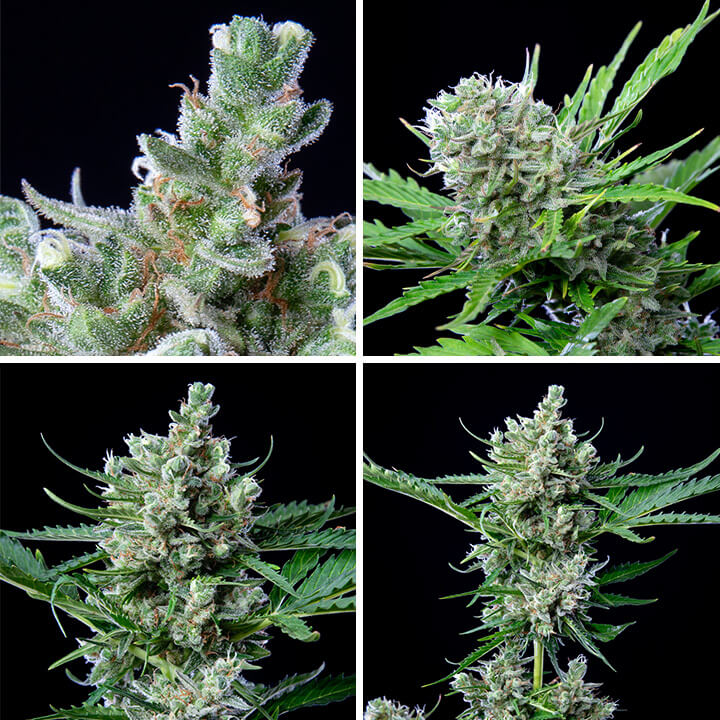 Royal bluematic cannabis strain Royal bluematic cannabis strain