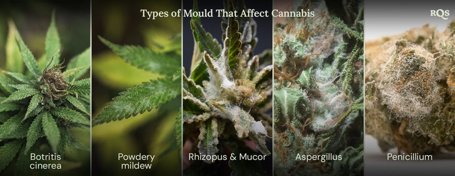 A kannabiszra ható penészfajták Egy kollázs, amely különböző penészfajtákat mutat, amelyek hatással lehetnek a kannabisz növényekre. A bemutatott penészfajták: Botrytis cinerea, lisztharmat, Rhizopus és Mucor, Aspergillus és Penicillium.