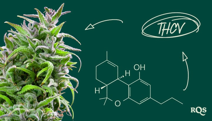 Mi az a THCV? Kép egy kannabisz növényről, amelynek jobb oldalán a THCV kémiai képlete látható. A kiemelt szöveg „THCV”, amely erre a kannabinoid vegyületre utal.